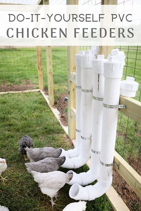 Chicken Ideas